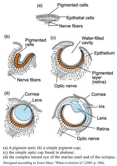 Angenommene Evolution des Auges bei den Weichtieren